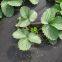 black spunbond anti weed nonwoven fabric garden landscape fabric weed barrier cloth