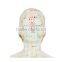 The head four functions acupuncture points model 20cm