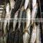 Frozen sardine fish Sardinella longiceps from pacific ocean