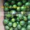GREEN LEMON