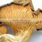 High Quality Dried Fungusabalone Mushroom China