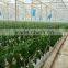 Professional Aquaponics Hydroponics and Aeroponics Systems for Agriculture Farming