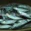 Frozen Horse Mackerel Fish