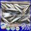 PACIFIC MACKEREL (Scomber Japonicus)