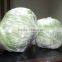 Fresh Cabbage