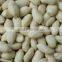 50/60 BLANCHED GROUNDNUT KERNEL FROM INDIA