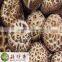 Export Flower Shiitake Mushroom Dried from Fresh Raw Material
