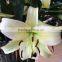 Export fragrant lily flower spring and summer fresh cut flowers