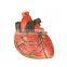 Vivid Human Organs Body Anatomy Heart Model