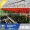 Glass Greenhouse for Vegetable and Flowers Growing