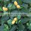 Tropical Mango trees for sale Chinese goods wholesale artificial mango tree