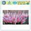 Durable Waterproof Plastic Net for Rose Bud