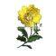 nice appearance flower patches