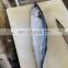 Frozen Pacific mackerel block cuts fish cuts fillet