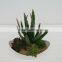 Artificial plants/succulent/cactus wholesale from China