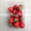 fresh strawberry storge container
