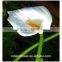 bulk wholesale long stem single head fresh cut calla flower for wedding
