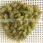 China hot sale AD sweet Dried green Raisins for sale