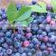 frozen wild blueberry