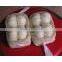 Fresh white garlic/Fresh Garlic /Jinxiang Garlic