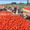 tomato paste