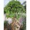 Varieties live Ficus microcarpa bonsai tree