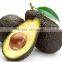 Chile Imported 100% Natural fresh avocado fruit Extract Powder