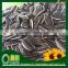 export Chinese bulk long shape sunflower seeds