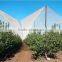 Fruit Trees Protection Net/ Vineyard Protection Net/ Plastic Anti-hail Net