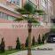 SJH4474 Palm tree with cheap price palm tree for OUTDOOR decoration