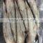 Export Vietnam 1-1.5KG Frozen Gullet Mullet Fish