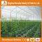 Heracles Economical Plastic Commercial low cost multi span plastic greenhouses with automatic irrigation system