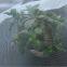 Custom HDPE Agricultural Mesh Vegetable Fruit Tree Anti Insect Net