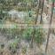 flower pea bean plastic plant support netting with good quality and cheap price