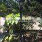 outdoor garden pole lantern/plastic street light/standing gate light