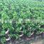 Outdoor plant mini bonsai s shape flowering spring plants