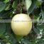 Golden Pear