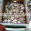Common Cultivation Type and Fresh Style dry garlic
