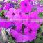 Petunia Flower seeds Morning glory seeds petulantly seeds for planting