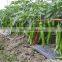 Hot sale hybrid high yield chili pepper seeds for growing-Xian Mei