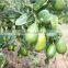 The best Lemon Trees suppliers