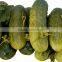 100% fresh gherkins, pickled cucumbers in jar, gherkins from Vietnam - Best quality & cheap price!