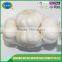 New crop china garlic price