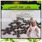 Promotion :Round Type Sunflower Seed Top Quality 1121,909 low price
