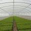 baolida high quality tunnel tent for vegetables