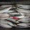 Fresh sardine for bait on sale