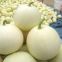 Sweet Star No.21 resist diseases hybrid musk melon seeds