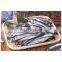 High  quality frozen whole round anchovy fish for processing