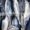IQF bonito WR frozen skipjack tuna fish price for export