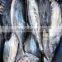 IQF WR frozen skipjack tuna fish cheap price for export import